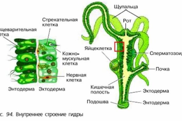 Кракен плейс